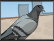 Pigeon's Revenge
