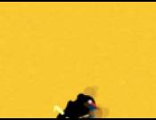 rodeo