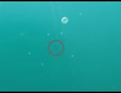 Shooting Fish