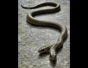 Color Snake
