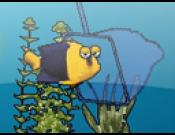Aquarium Scoop Hotshot