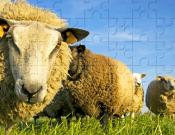Sheep Jigsaw